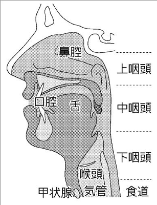 「のど」と呼ばれる咽頭